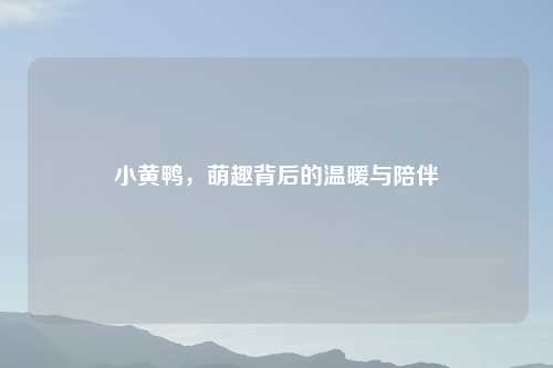 小黄鸭，萌趣背后的温暖与陪伴