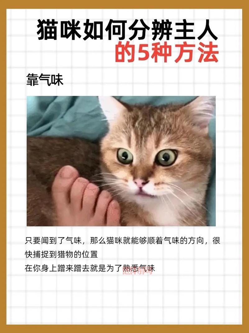 老鼠打野实战教学：从入门到精通的进阶指南！