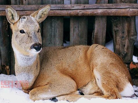 东北四大神兽全解析：傻狍子、猫驴子、扯犊子背后的故事