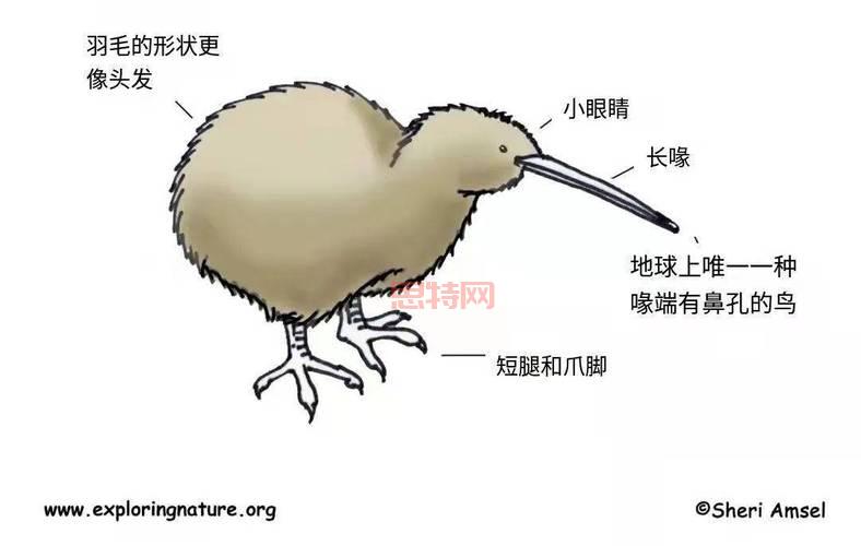少无翼鸟解析：探索无翼鸟的象征与深意