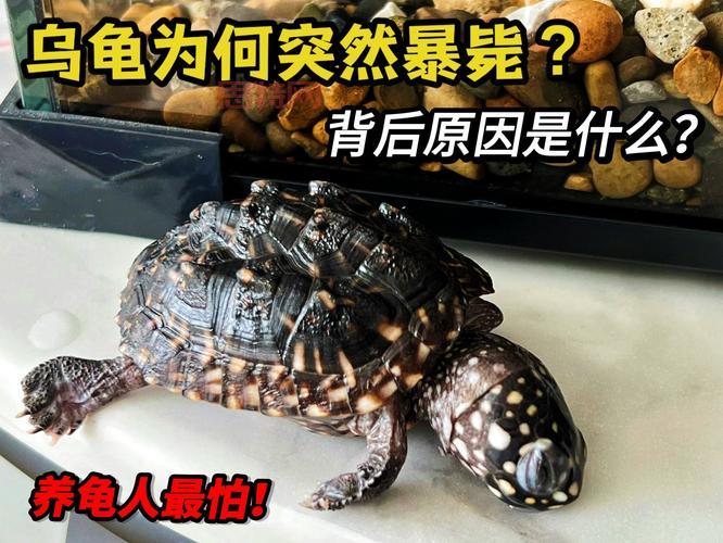 最强蜗牛乌龟怎么触发？新手必看乌龟触发攻略！