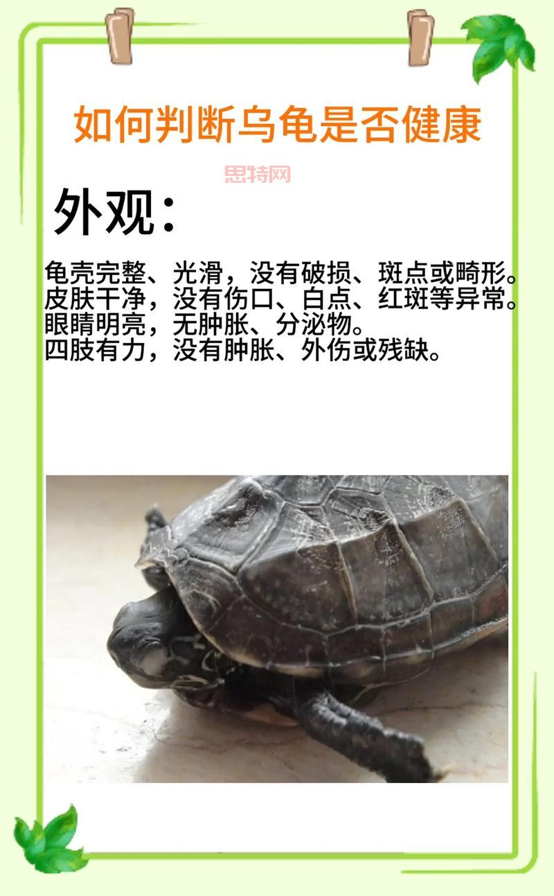 最强蜗牛乌龟怎么触发？新手必看乌龟触发攻略！