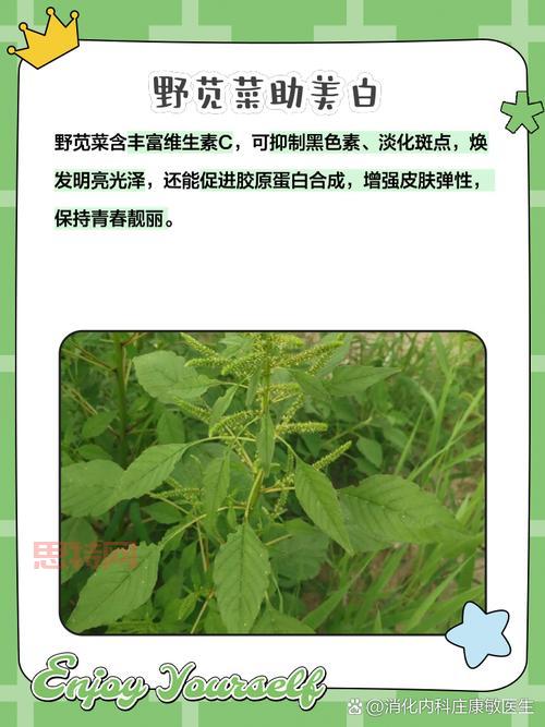 探索星木的神奇功效与传统用途