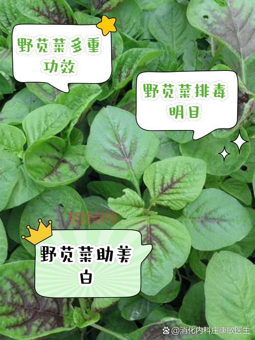 探索星木的神奇功效与传统用途