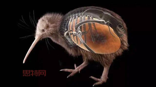无翼鸟欲望：一只无翼鸟的飞翔梦想与追求