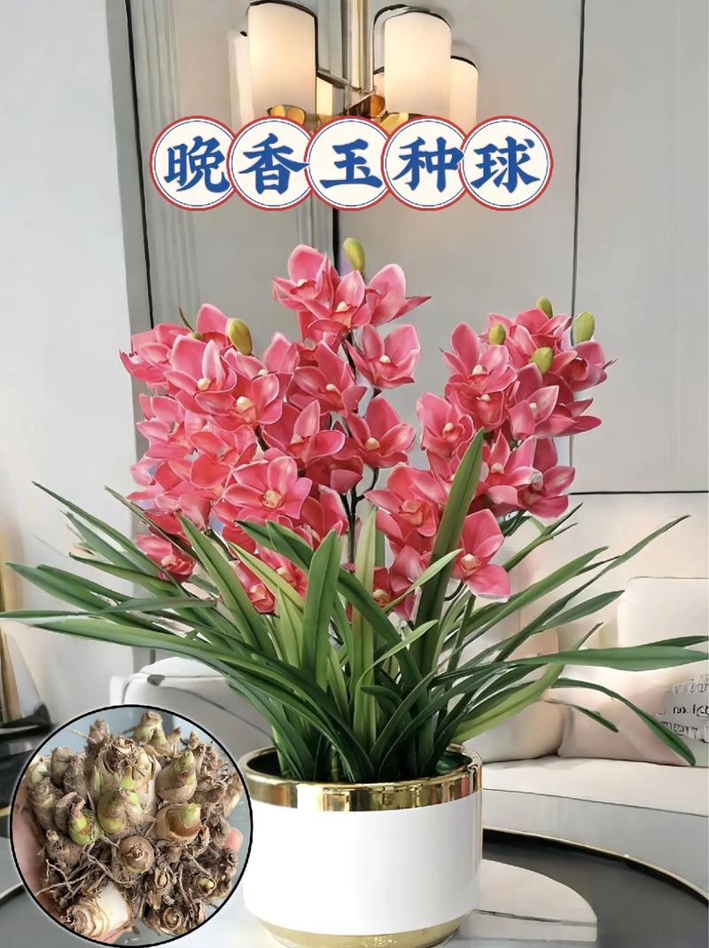 奥拉星奇灵王怎么获得？手把手教你轻松入手！