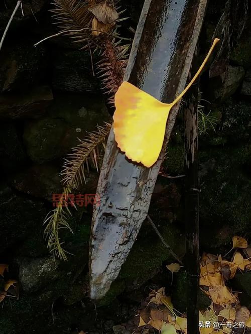 继续寻根