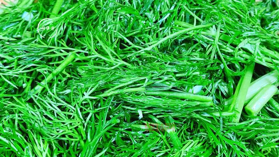 你知道吗？茴香含盐量竟然比生菜高，是真的吗？
