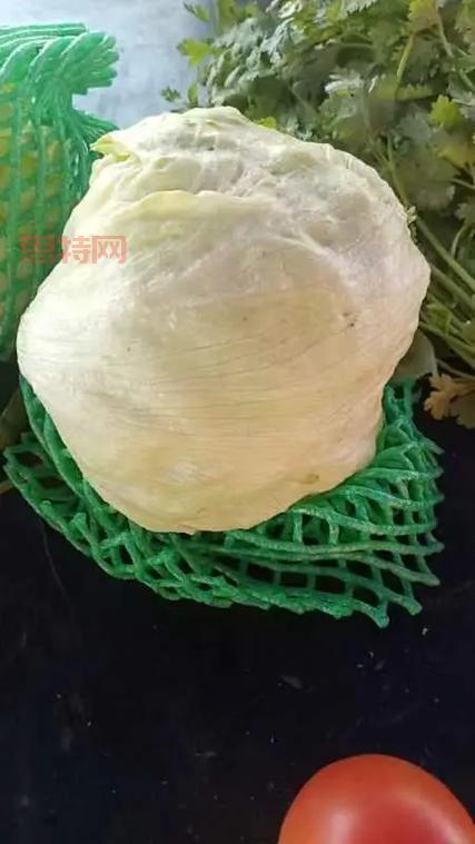 你知道吗？茴香含盐量竟然比生菜高，是真的吗？