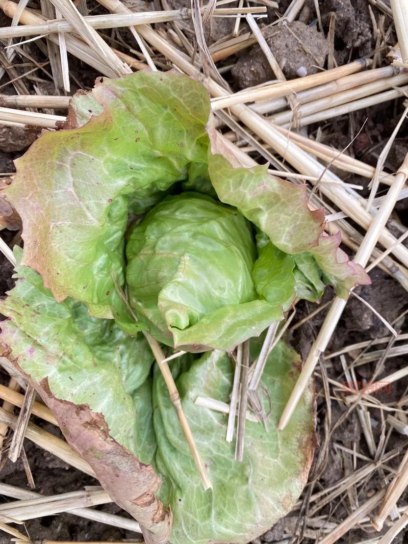 你知道吗？茴香含盐量竟然比生菜高，是真的吗？