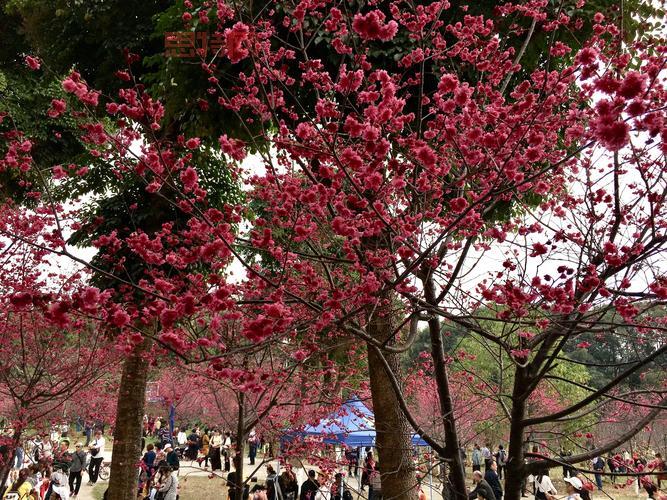 樱花校园夏洛服装哪里买？这几个地方让你挑花眼！