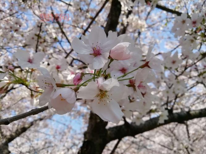 樱花校园夏洛服装哪里买？这几个地方让你挑花眼！