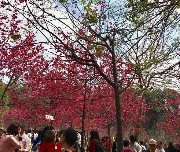 樱花校园夏洛服装哪里买？这几个地方让你挑花眼！