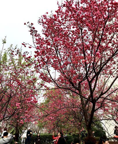 樱花校园夏洛服装哪里买？这几个地方让你挑花眼！