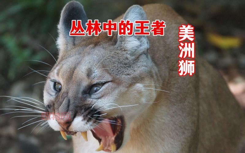 山狮简介：美洲狮的栖息地与生存挑战