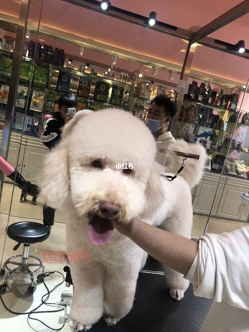 探索伊利亚的宠物手册：宠物健康与训练秘籍