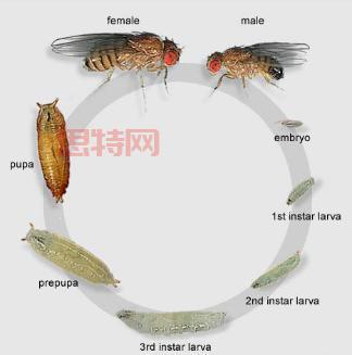 太空猴有哪些？细数那些为航天做出贡献的动物！