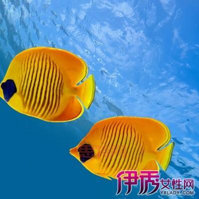 热带鱼屏保注册码失效了怎么办？教你一招解决！