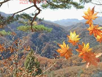 川普政策擾動金價？市場暗潮湧動，央行囤金避險？