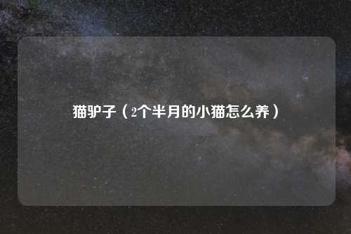 猫驴子（2个半月的小猫怎么养）