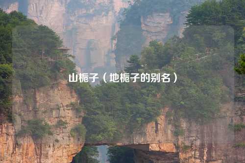 山栀子（地栀子的别名）