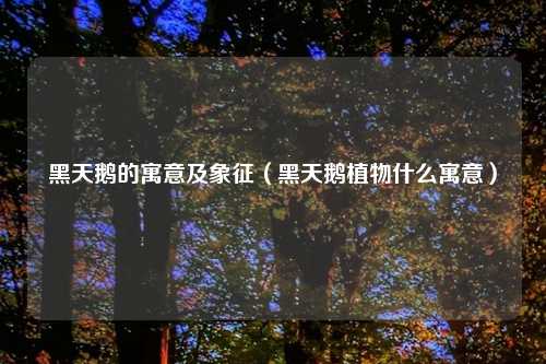 黑天鹅的寓意及象征（黑天鹅植物什么寓意）